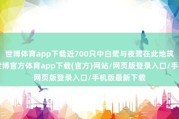 世博体育app下载近700只中白鹭与夜鹭在此地筑巢“安家”-世博官方体育app下载(官方)网站/网页版登录入口/手机版最新下载
