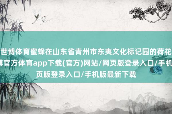 世博体育蜜蜂在山东省青州市东夷文化标记园的荷花间遨游-世博官方体育app下载(官方)网站/网页版登录入口/手机版最新下载